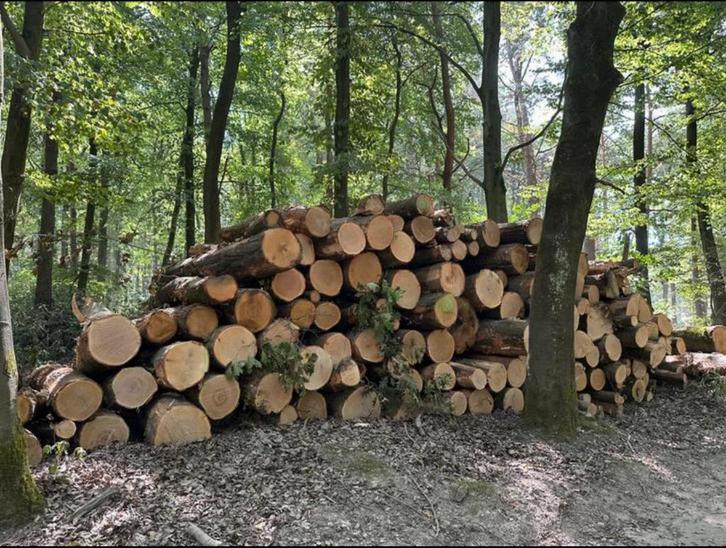 Eiken stammen brandhout, Tuin en Terras, Haardhout, Ophalen of Verzenden