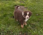Australian shepherd pups, Parvo, 8 tot 15 weken, Meerdere, Meerdere dieren