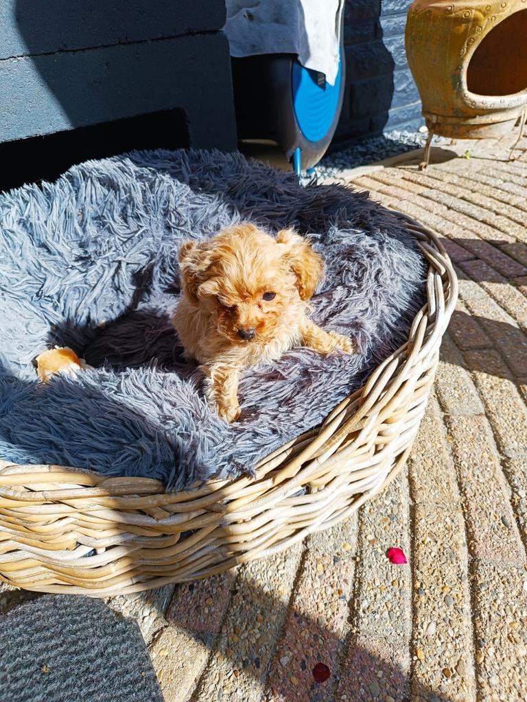 Te koop toypoedelpupje, Poedel, Reu, 8 tot 15 weken, Eén hond