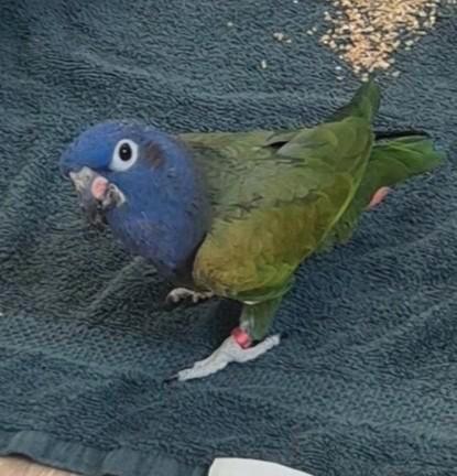 Pionus Vermist!, Dieren en Toebehoren, Vogels | Parkieten en Papegaaien, Parkiet, Mannelijk