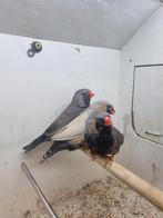 Te koop mannen Charcoal grijs, Dieren en Toebehoren, Vogels | Overige Vogels, Mannelijk