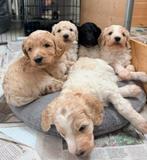 Exclusieve Goldendoodle puppy’s standaard, Parvo, 8 tot 15 weken, Groot, Meerdere