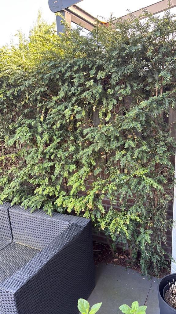 Taxus ca 2 meter hoog, Tuin en Terras, Ophalen, Taxus, 100 tot 250 cm