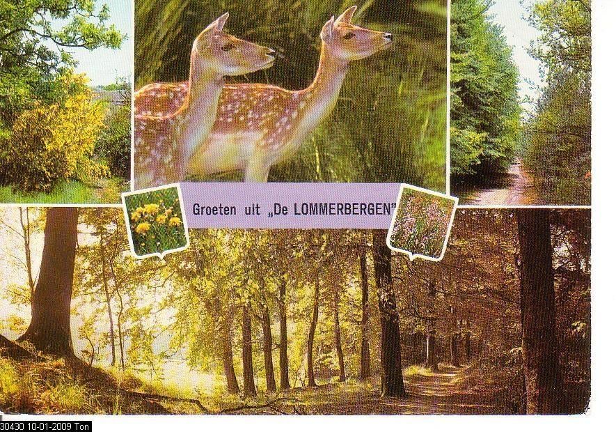 Ansichtkaart	Reuver	De Lommerbergen	4-luik	(herten), Verzenden, 1980 tot heden, Gelopen, Limburg