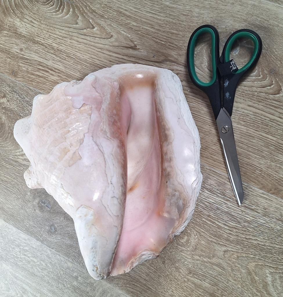 Grote  - Tropische Zeeschelp, Ophalen of Verzenden, Gebruikt