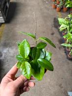 Hoya Carnosa Freckles Splash - Star of Palau, Huis en Inrichting, Kamerplanten, Ophalen of Verzenden