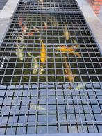 Te koop prachtige koi karpers, Karper of Koi