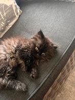 Britse langhaar kitten 10weken oud, Poes