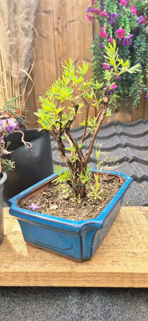 gele potentilla bonsai met schaal, Volle zon, Bloeit niet, Minder dan 100 cm, Overige soorten