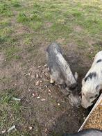 Hangbuikzwijntjes, Dieren en Toebehoren, Schapen, Geiten en Varkens, Mannelijk, Schaap