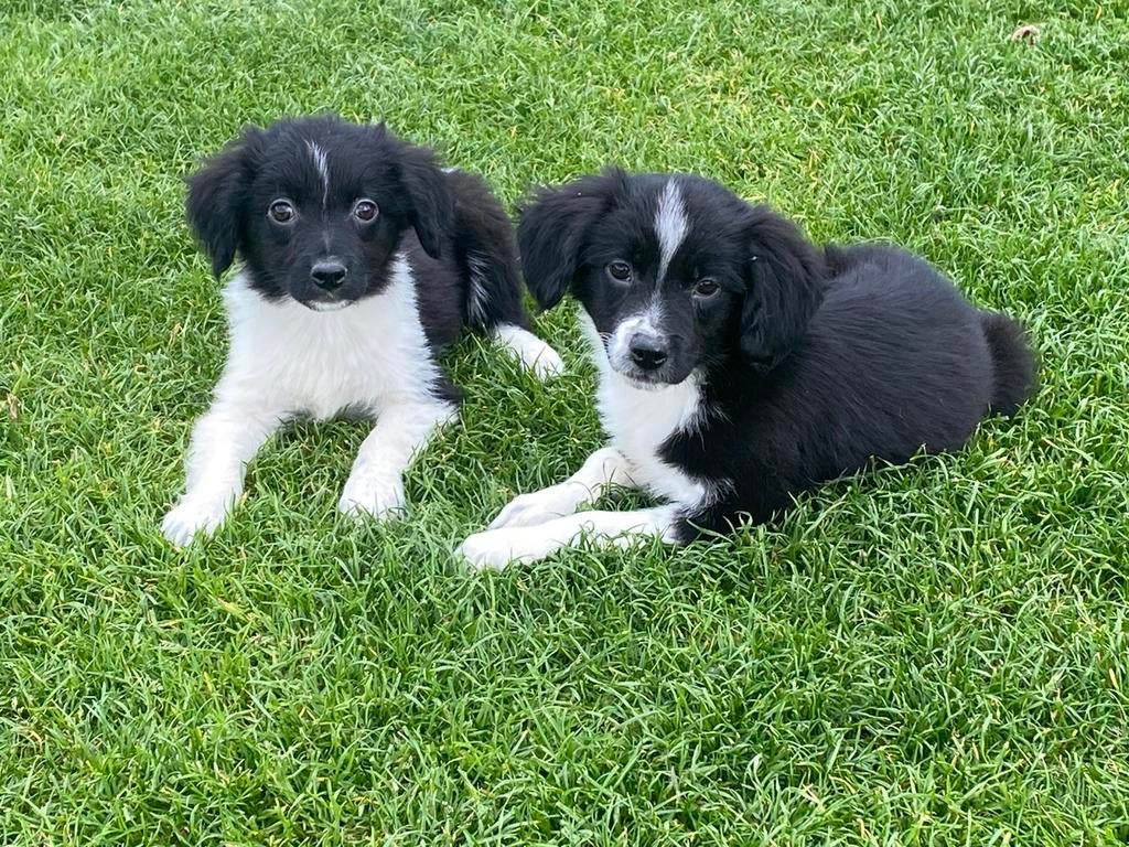 Vrolijke en speelse BORDER COLLIE x FRIESE STABIJ pups