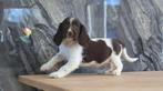 Lieve Engelse springer spaniel pups te koop, Parvo, Nederland, 8 tot 15 weken, Meerdere