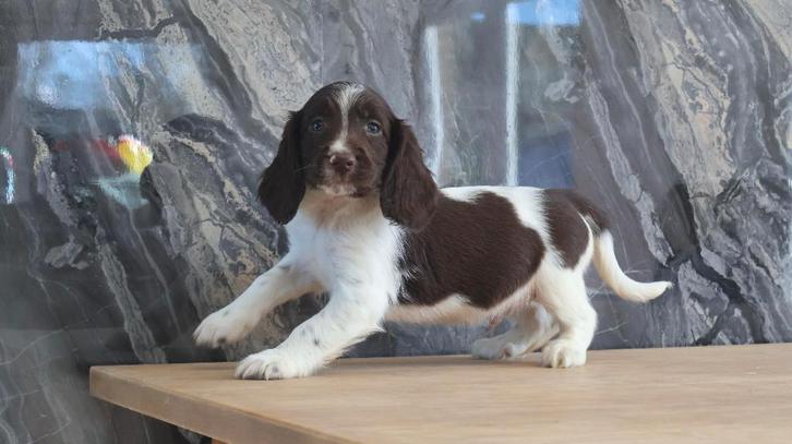 Lieve Engelse springer spaniel pups te koop, Dieren en Toebehoren, Honden | Retrievers, Spaniëls en Waterhonden, Meerdere dieren