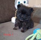 3 pomeriaan pups mogen bijna verhuizen!, Overige rassen, 8 tot 15 weken, Meerdere, Meerdere dieren