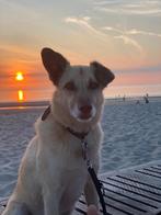 Dave, 6 jaar of ouder, Parvo, Particulier, Reu