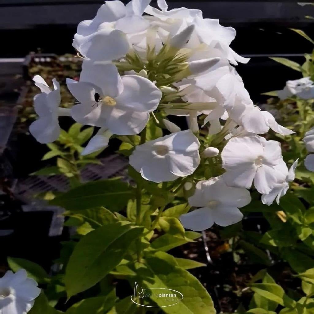 Phlox, Tuin en Terras, Ophalen, Volle zon
