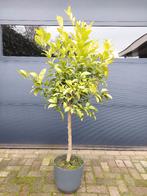 XL Citrus Limetta Rossa di Rangpur/Citrus x Limonia H 165 cm, Ophalen, Volle zon, Citroenboom, 100 tot 250 cm