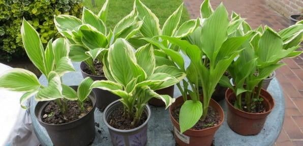 Hosta-s vaste tuinplant per pot 1,00 euro ophalen, Tuin en Terras, Planten | Tuinplanten, Vaste plant, Halfschaduw, Zomer, Ophalen