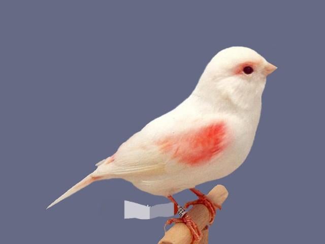 Gevraagd rood mozaik kanariepop, Dieren en Toebehoren, Vogels | Kanaries, Vrouwelijk, Kleurkanarie