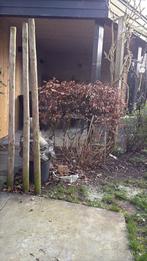 Beuken haagje van ca. 1 bij 1 meter gratis af te halen, Tuin en Terras, Planten | Tuinplanten, Vaste plant, Bloeit niet, Halfschaduw