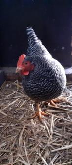 Amrock kriel kippen, Dieren en Toebehoren, Pluimvee, Vrouwelijk, Kip