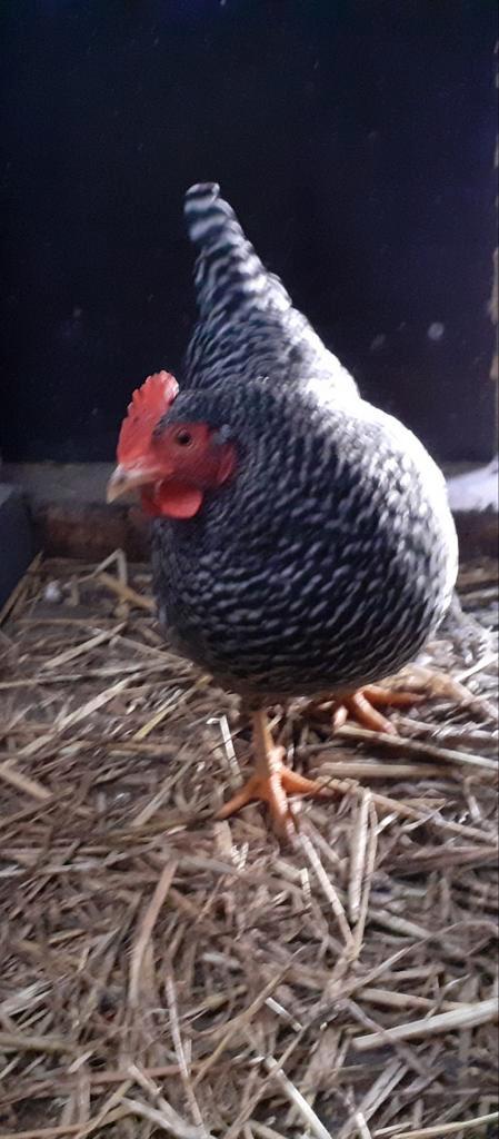 Amrock kriel kippen, Dieren en Toebehoren, Pluimvee, Kip, Vrouwelijk