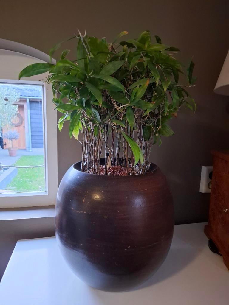 Dracaena surculosa inclusief bloempot, Huis en Inrichting, Kamerplanten, Ophalen, Overige soorten, Halfschaduw, In pot
