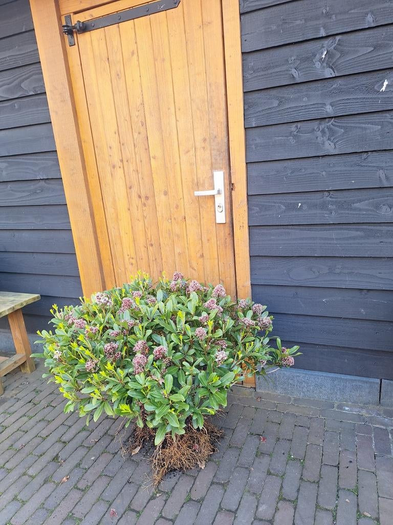 Skimmia plant met bloemknoppen, Tuin en Terras, Overige soorten, Vaste plant, Ophalen of Verzenden, Halfschaduw