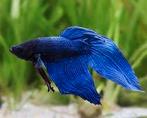 betta man donkerblauw, Dieren en Toebehoren, Vissen | Aquariumvissen, Vis, Zoetwatervis