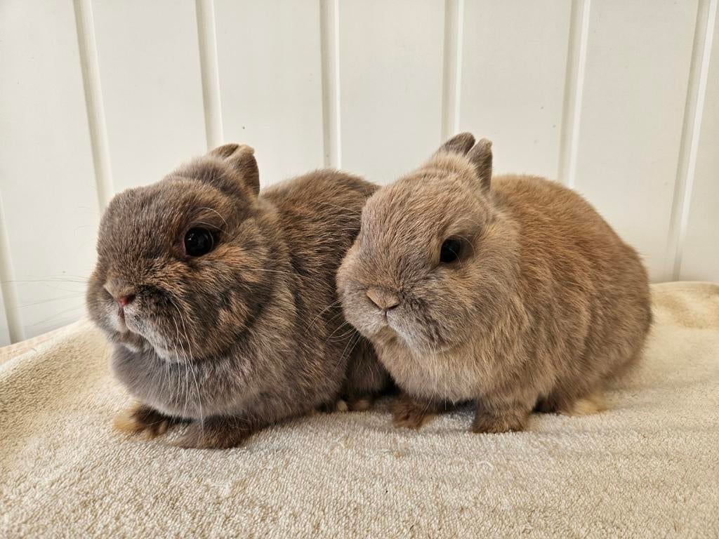 Kleurdwerg koppel, Dieren en Toebehoren, Konijnen, Dwerg, Meerdere dieren