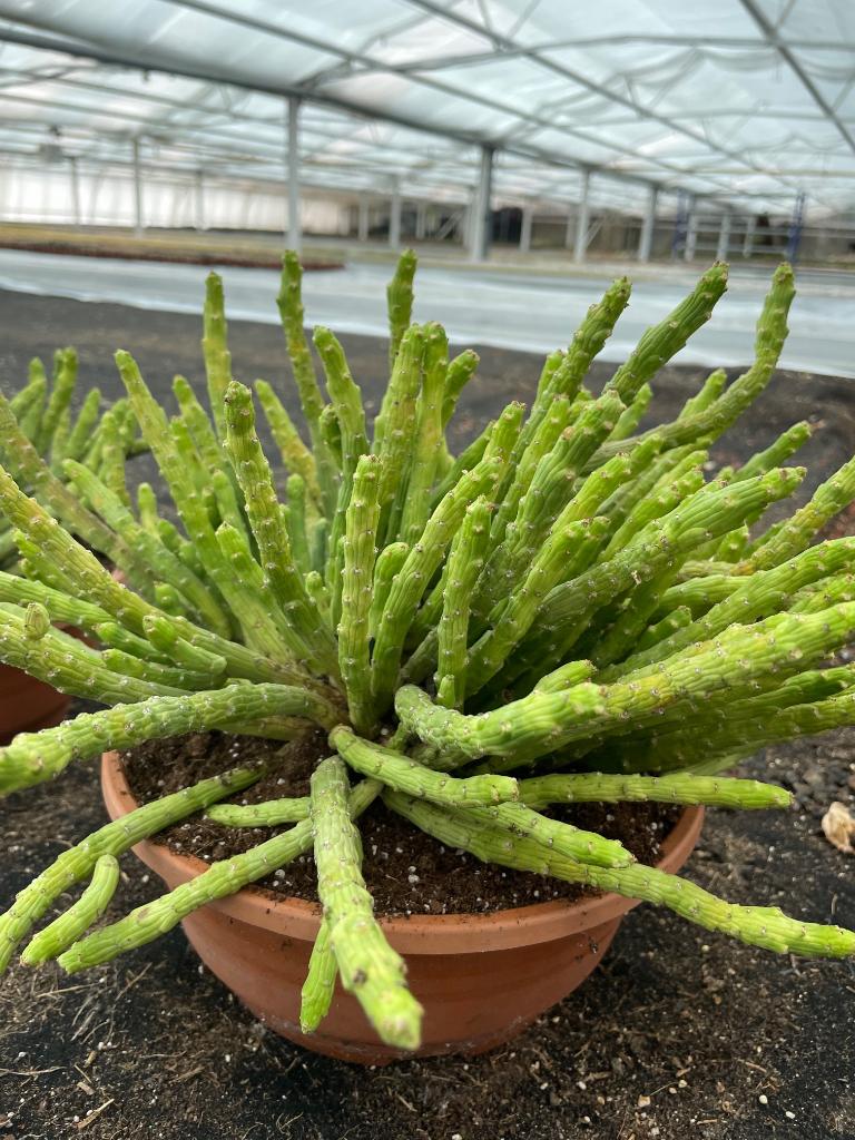 Euphorbia Bisellenbeckii Bruyns (Monadenium, Huis en Inrichting, Kamerplanten, Minder dan 100 cm, Bloeiende kamerplant, Halfschaduw