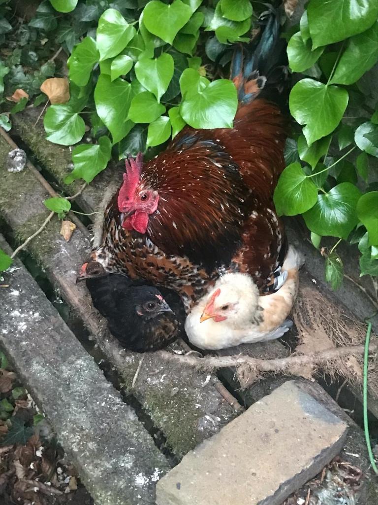 Vriendelijke haan, Dieren en Toebehoren, Pluimvee, Kip, Mannelijk