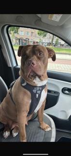 HOND AMERICAN BULLY XL REDNOSE MET STAMBOOM