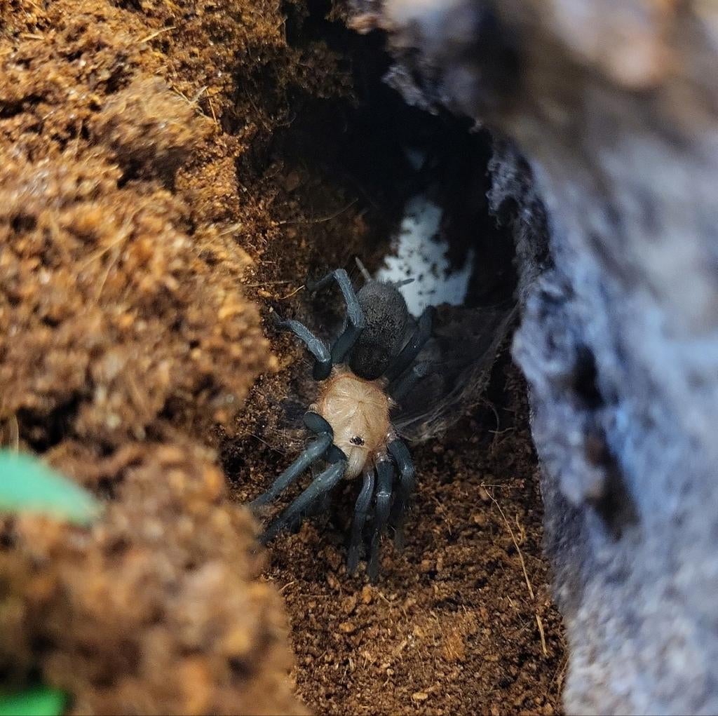 Bumba horrida - grond vogelspin, Dieren en Toebehoren, Overige soorten, Met terrarium, 0 tot 2 jaar