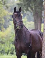 Verzorger/verzorgster gezocht  voor mn kwpn merrie, Dieren en Toebehoren, Ophalen of Verzenden