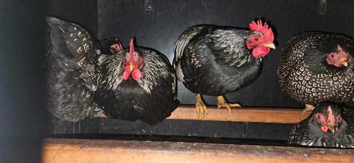 Barnevelder kriel haantjes, Dieren en Toebehoren, Pluimvee, Kip, Mannelijk