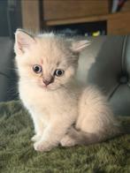 2 Britse korthaar kittens katers