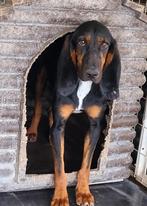 Prachtige Stitch wil naar huis, Dieren en Toebehoren, Honden | Niet-rashonden, 15 weken tot 1 jaar, Buitenland, Parvo, Eén hond