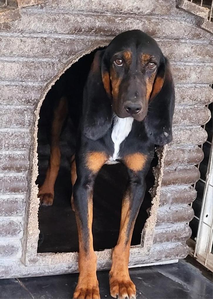 Prachtige Stitch wil naar huis, Dieren en Toebehoren, Honden | Niet-rashonden, Middel, Reu, Handelaar, Eén hond, Buitenland, 15 weken tot 1 jaar