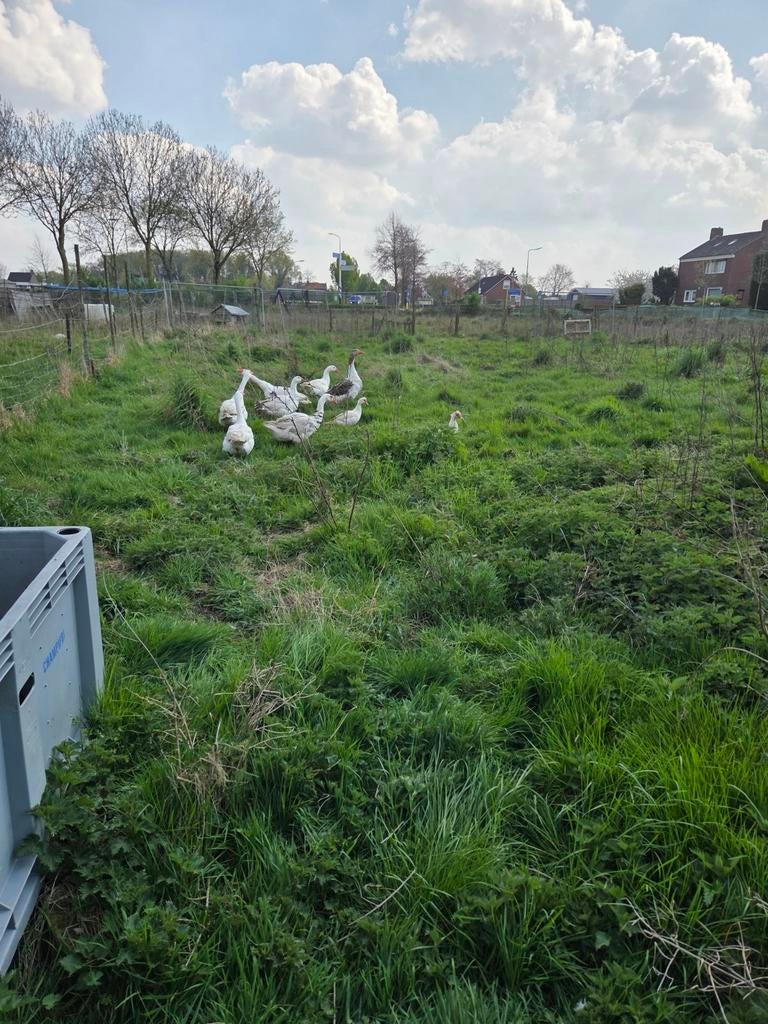 Ganzen en eenden., Dieren en Toebehoren, Mannelijk, Eend