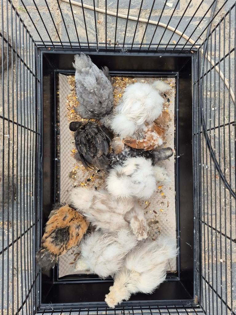 5 zijdehoenders en 5 cochins van ruim 5 weken oud, Kip