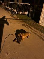 Mechelse herder reu, Reu, CDV (hondenziekte), 1 tot 2 jaar, Eén hond