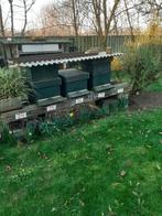 CARNICA  BIJENVOLKEN OP 10 RAMEN, Dieren en Toebehoren, Bijen