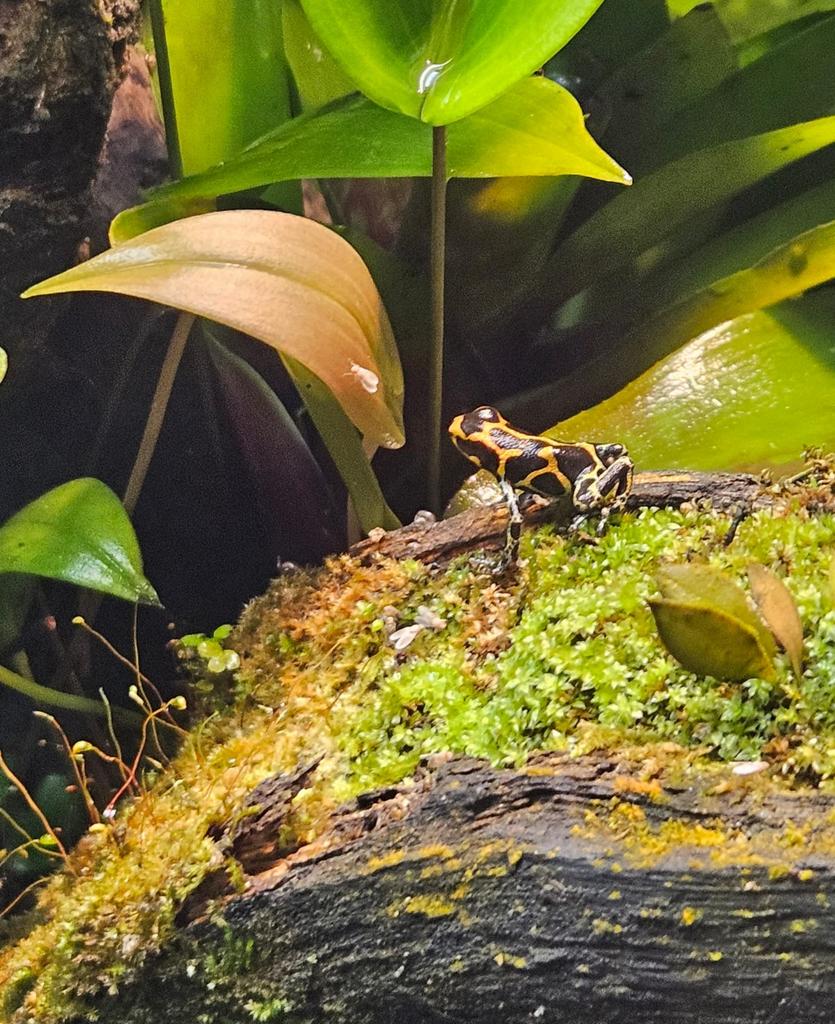 Ranitomeya imitator chazuta, Dieren en Toebehoren, Amfibie, 0 tot 2 jaar