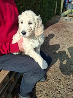 Labradoodle pups medium, Overige rassen, 8 tot 15 weken, Parvo, Meerdere