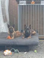 Gezocht met spoed nieuw huisje, CDV (hondenziekte), 1 tot 2 jaar, Teef, Eén hond