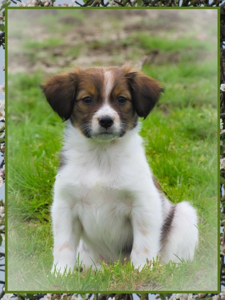 Schattige friese stabij x kooiker pups mogen verhuizen, Dieren en Toebehoren, Honden | Retrievers, Spaniëls en Waterhonden, Parvo