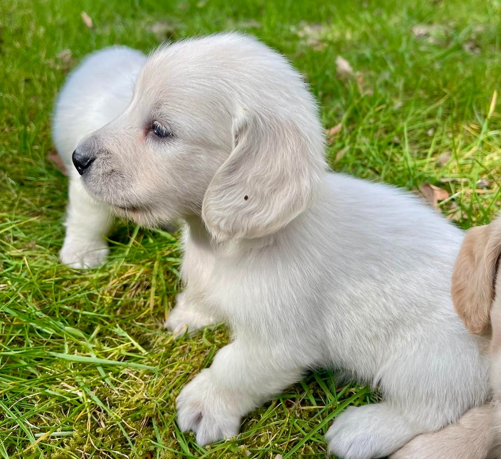 Mooie creme kleurige teckel pups, Dieren en Toebehoren, Honden | Teckels en Dashonden, Parvo, Reu, 8 tot 15 weken, Dwerg