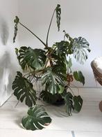 Monstera kamerplant gatenplant, Ophalen, Halfschaduw, Minder dan 100 cm
