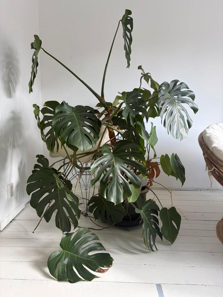 Monstera kamerplant gatenplant, Huis en Inrichting, Kamerplanten, Minder dan 100 cm, Halfschaduw, Ophalen